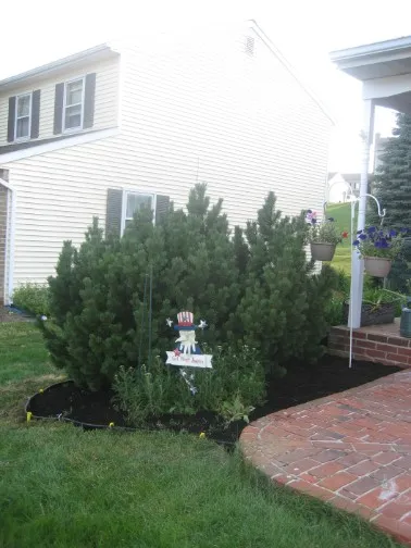 Mulched landscape beds beside a tidy lawn